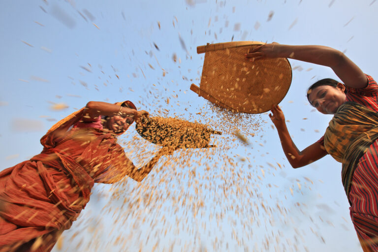 Farmers winnowing harvested rice.