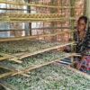 A silkworm farmer from Rajshahi, Bangladesh.