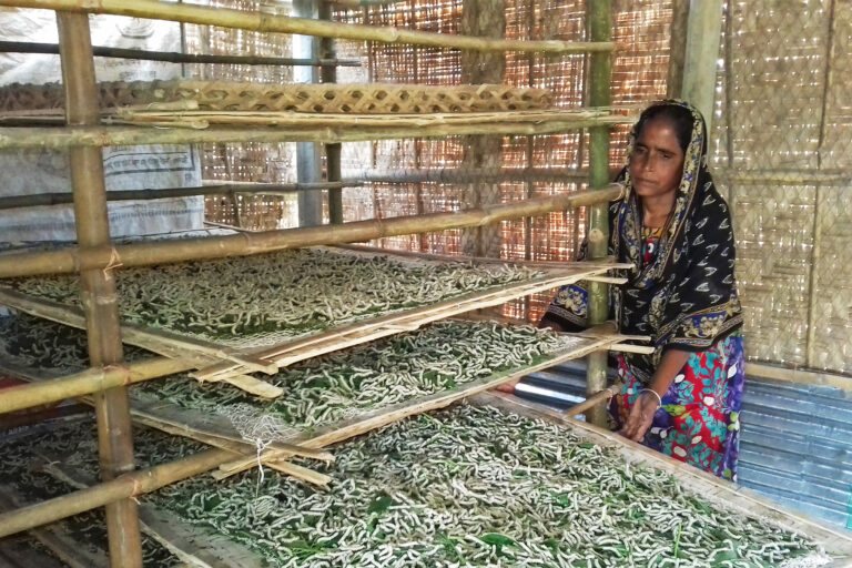 A silkworm farmer from Rajshahi, Bangladesh.