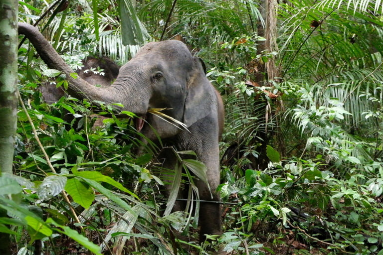 Asian elephant in Krau Wildlife Reserve, Malaysia