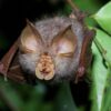 A trefoil horseshoe bat