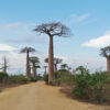 L’Allee des Baobabs, or the Avenue of Baobabs, a famous spot outside Morondava, the nearest town to Belo-Sur-Mer.