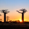 Baobabs at sunset in Madagascar.