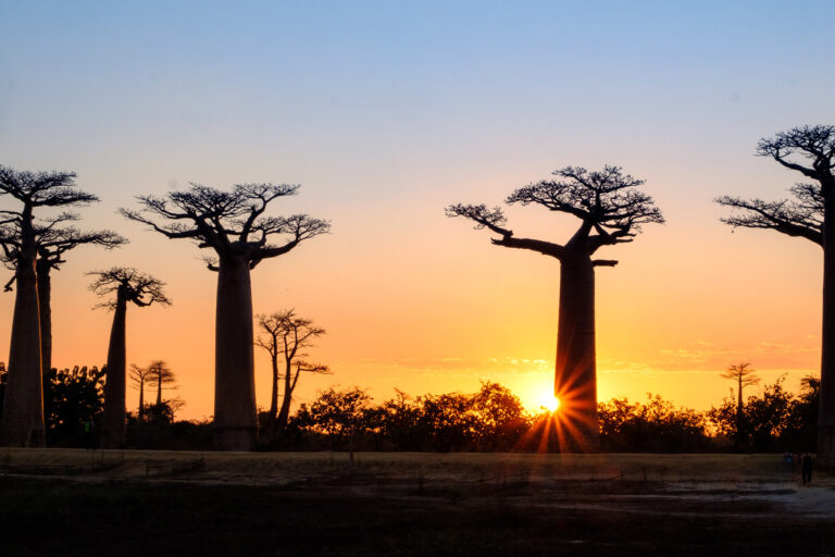 Baobabs at sunset in Madagascar.