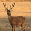 Swamp deer prefer grassland habitats.