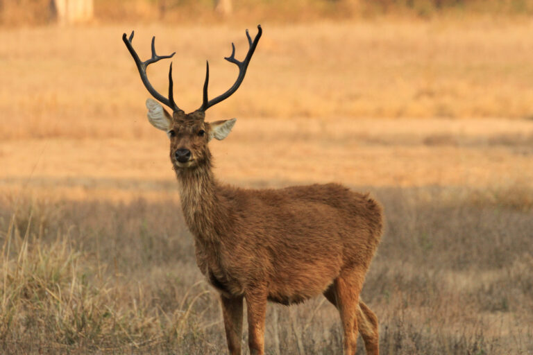 Swamp deer prefer grassland habitats.