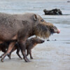 A Bornean bearded pig family.