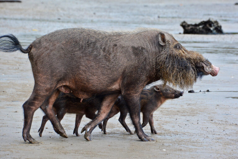 A Bornean bearded pig family.