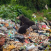 Sloth bears are attracted to the garbage dumps