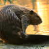 Young beaver grooming itself. Image courtesy of Cheryl Reynolds via Wikimedia Commons.