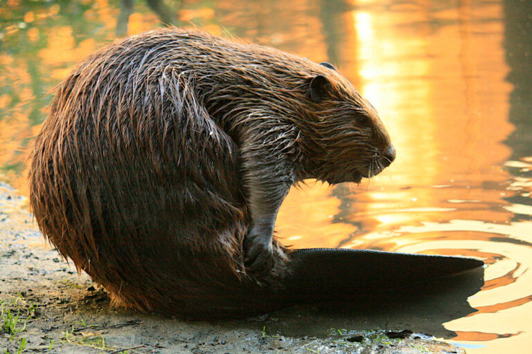 Young beaver grooming itself. Image courtesy of Cheryl Reynolds via Wikimedia Commons.