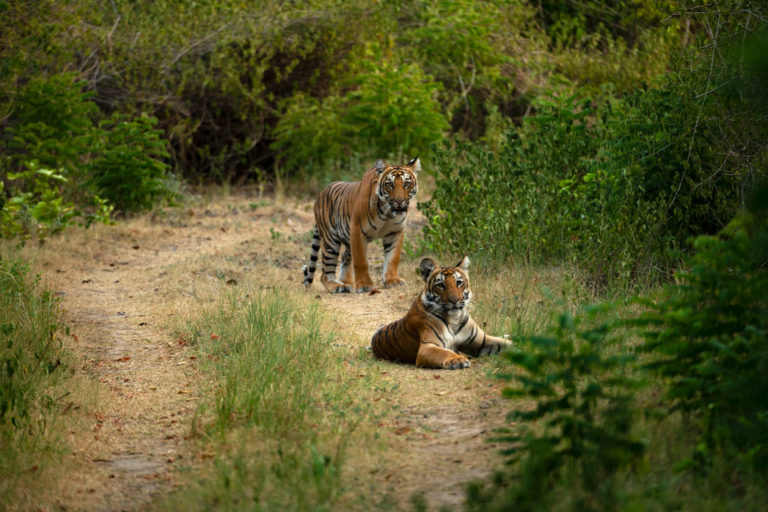 Tigers on a forest path.