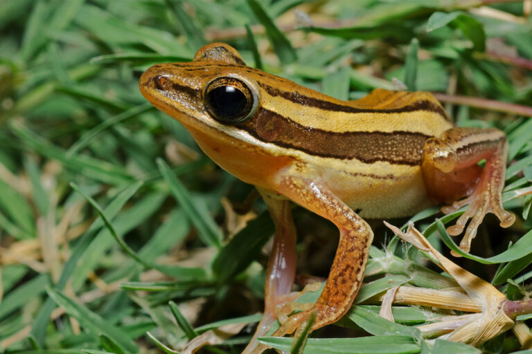 A Bengal whipping frog (Polypedates taeniatus).