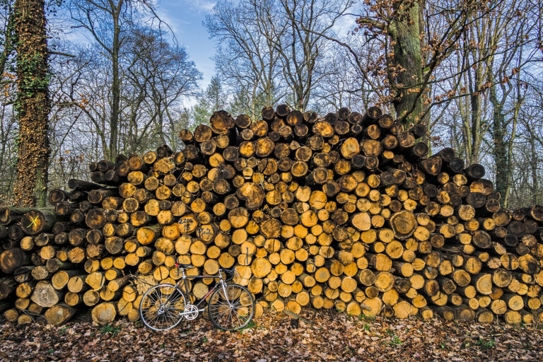 Logged trees for biomass in Bischofsheim, Germany.