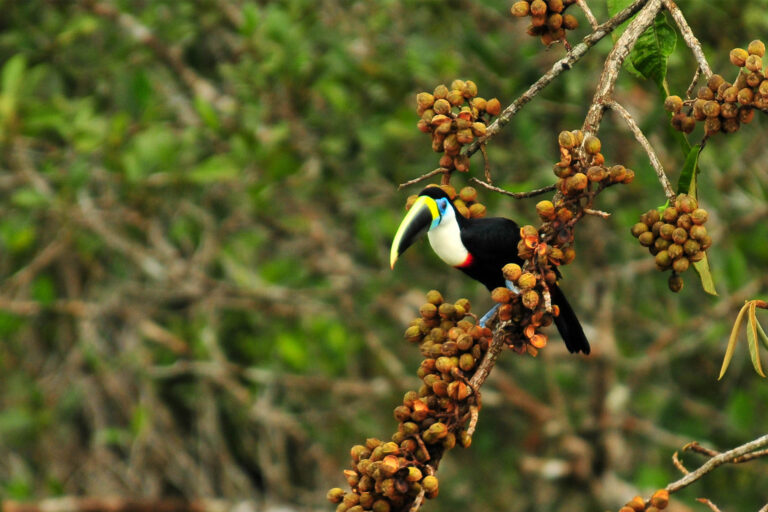 A channel-billed toucan in Yasuní National Park.