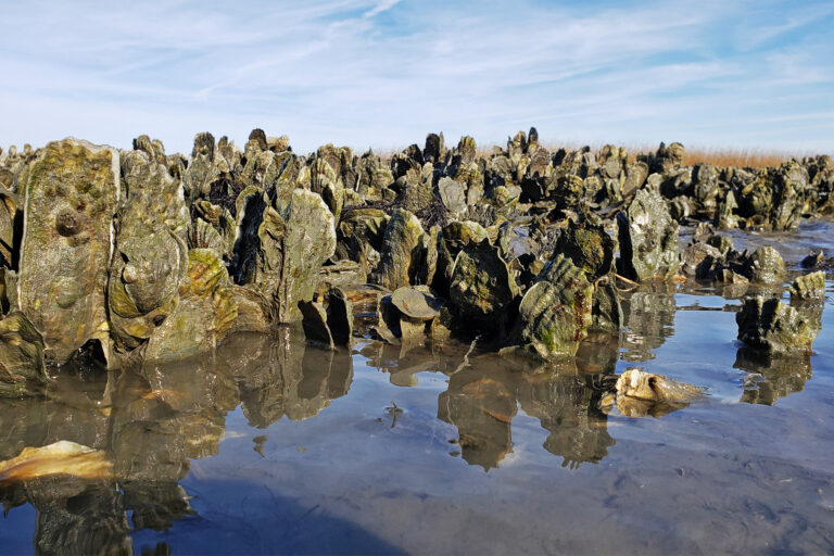Eastern oyster (Crassostrea virginica) reefs in the U.S.
