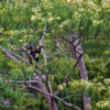 A black-shanked douc langur in a tree.
