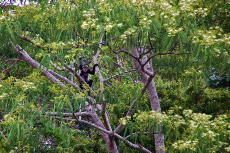 A black-shanked douc langur in a tree.