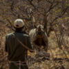 Rhino tracker with their back to the camera in the foreground, looking at an alert black rhino in the middle ground. Image by Ultimate Safaris.