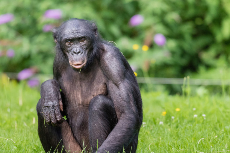 A bonobo