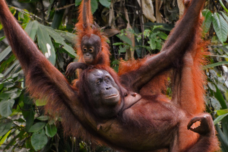 Mother and baby orangutans.