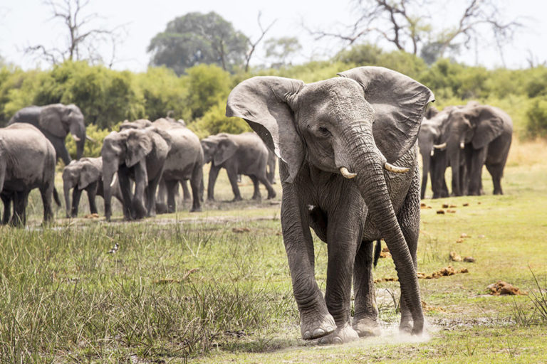 A herd of elephants near the Linyanti River in northern Botswana. Image by Roger Borgelid for Mongabay.