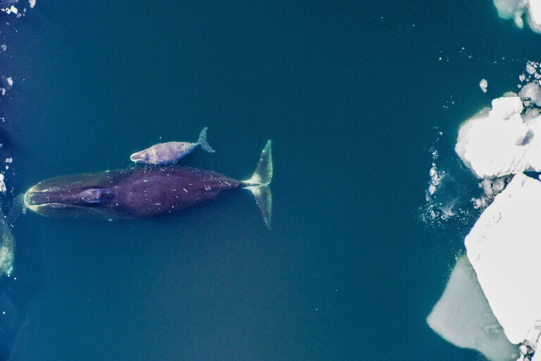 A bowhead mother and calf in the Arctic Ocean.