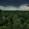 A view over Brazil’s Florestal Reserve Adolpho Ducke.