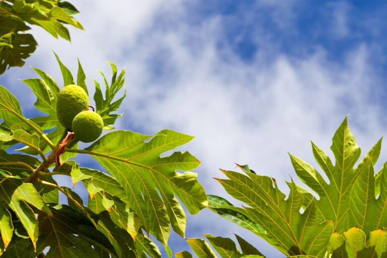 Breadfruit trees produce large, potato-like fruits.