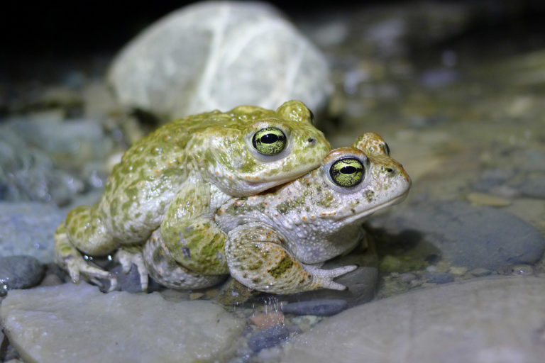 Two natterjack toads (Epidalea calamita) in mating position. Image courtesy of Christoph Bühler.