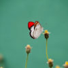 An orange-tip butterfly.