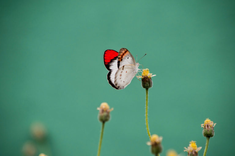 An orange-tip butterfly.