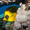 A butterflyfish in a coral reef.