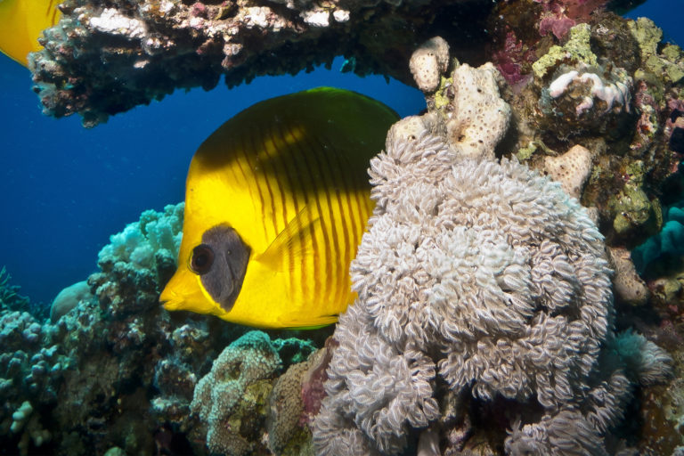 A butterflyfish in a coral reef.