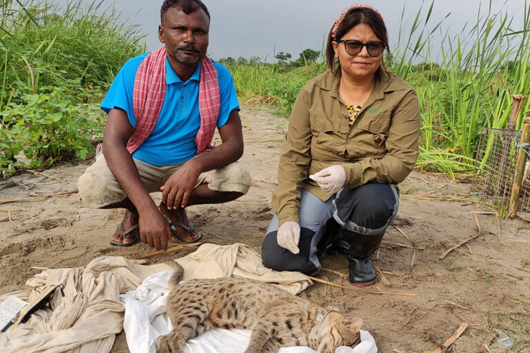 Rama Mishra and an assistant with a fishing cat in a fish-farming area in Sunsari district.