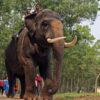 Tourists going on a ride on a captive elephant.