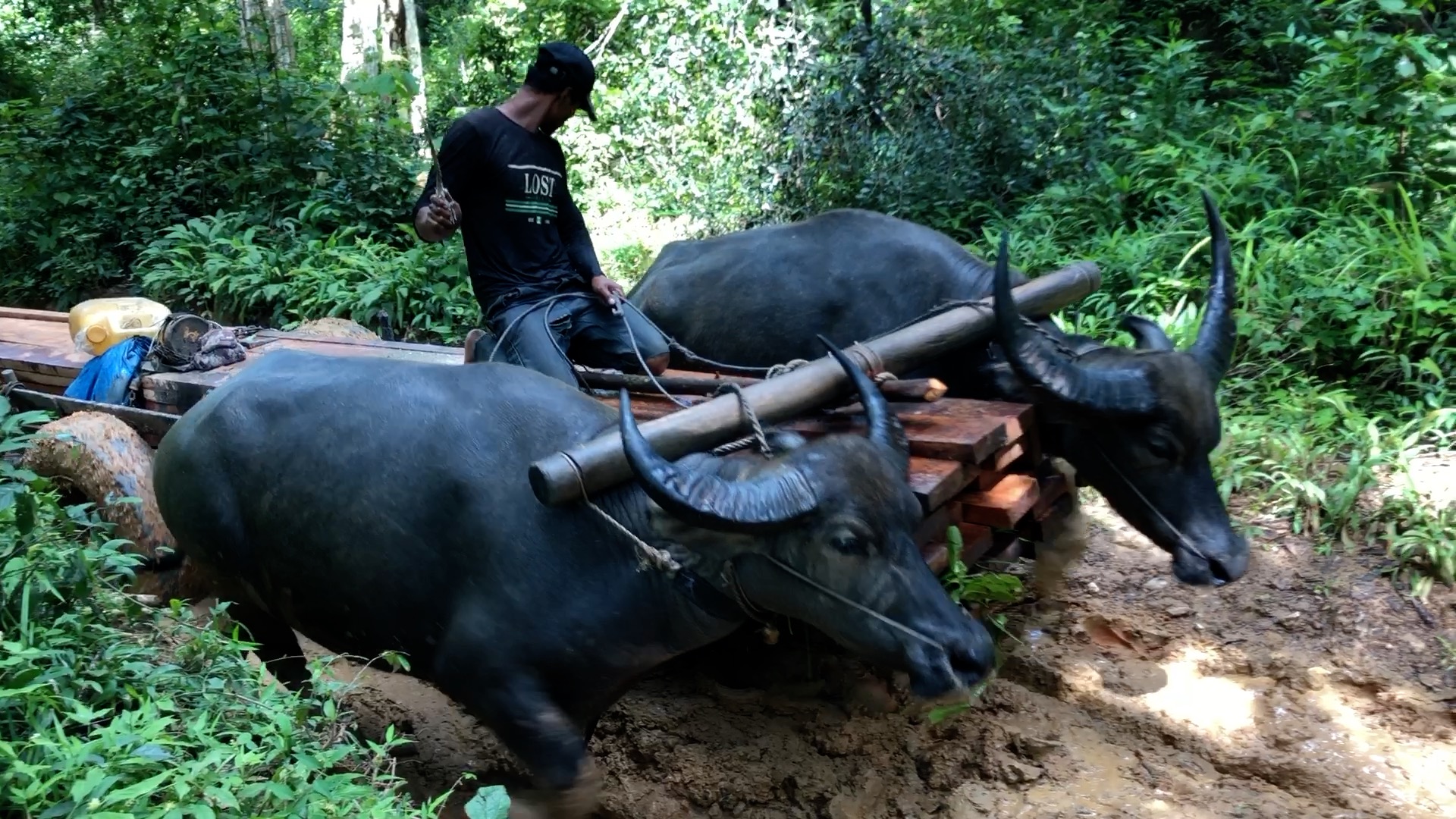 Illegally logged timber is transported out of Chhaeb-Preah Roka Wildlife Sanctuary, with loggers using water buffalo. Image by Ma Chettra.