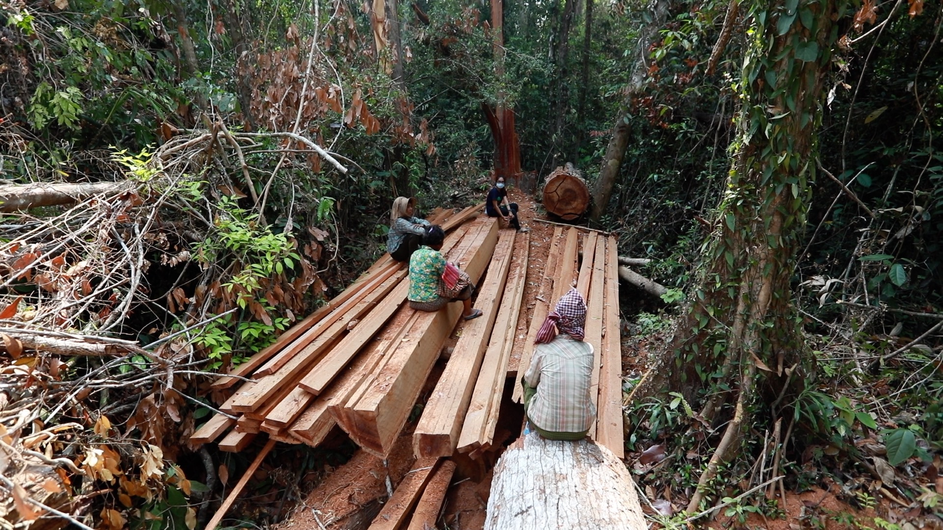The spike in illegal logging has continued over the years, with more and more of the protected forest being opened up due to economic land concessions. Image by Chasing Deforestation / Mongabay.