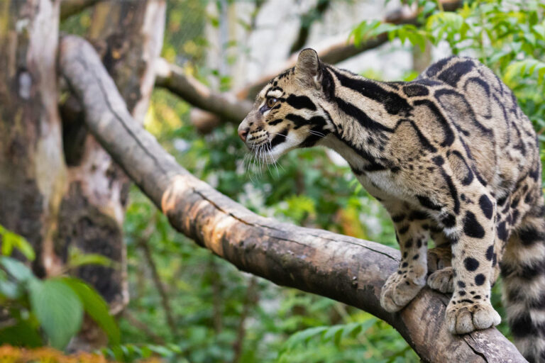 A clouded leopard.