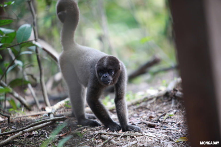 A Humboldt’s woolly monkey (Lagothrix lagotricha) explores the forest floor in Colombia. Photo credit: Rhett A. Butler