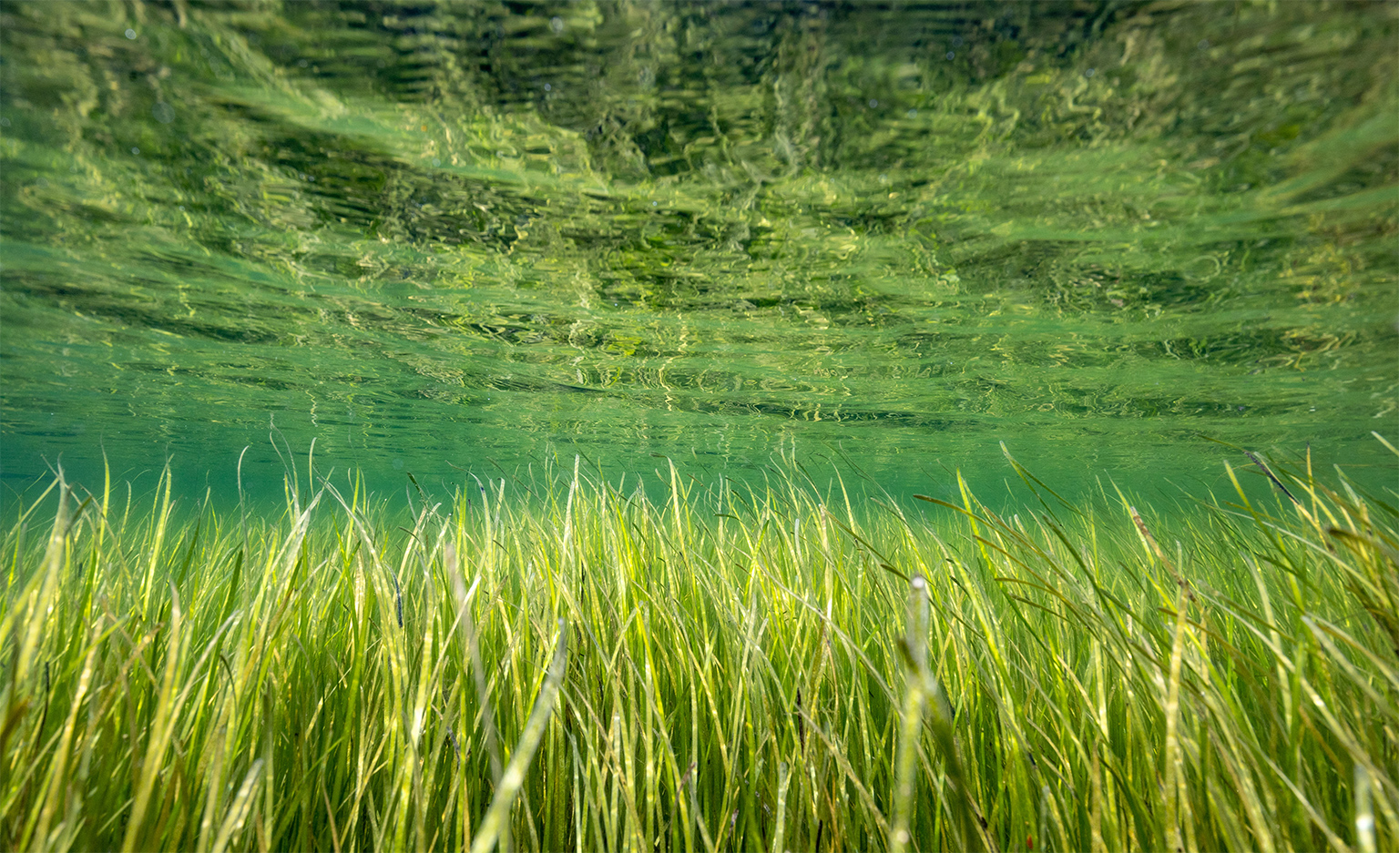 Eelgrass meadows support a range of species, including species of cultural significance for the Mi'kmaq such as American eel.