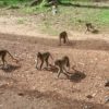 Long-tailed macaques roam free across the Angkor Wat temple complex