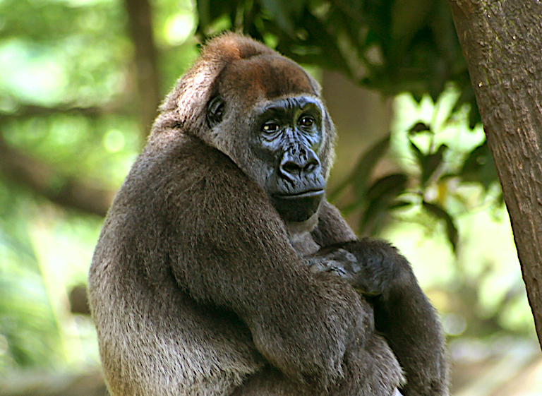 The Cross River gorilla (Gorilla gorilla diehli) is considered one of the most endangered primate subspecies on the planet. Image by user Julielangford via Wikimedia Commons (CC BY-SA 3.0).