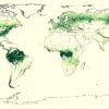Global forest carbon map