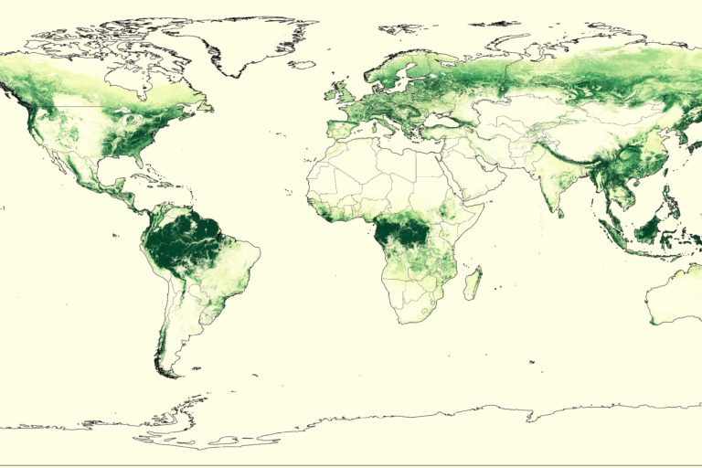 Global forest carbon map