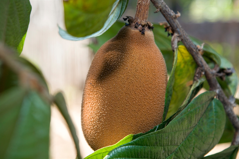 Cupuacu in a tree