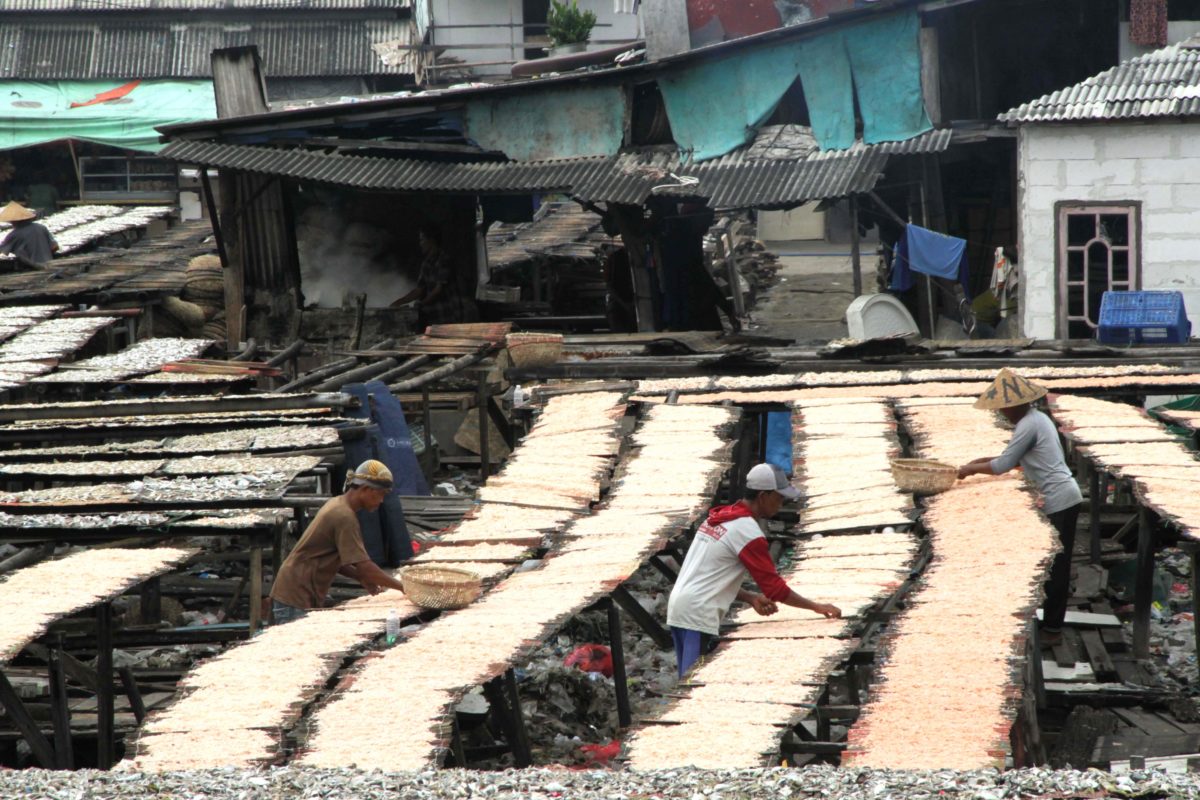 A number of workers dry fish and shrimp in Kalibaru Village, Cilincing District, North Jakarta. 