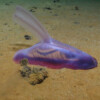 A purple sea cucumber.