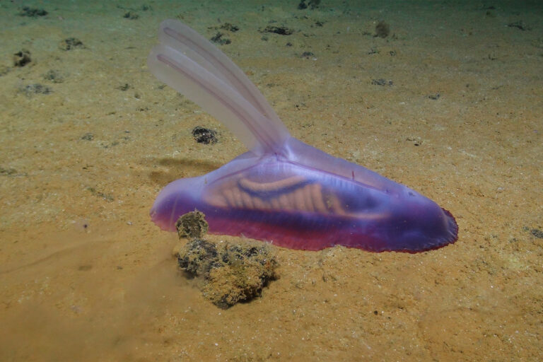 A purple sea cucumber.