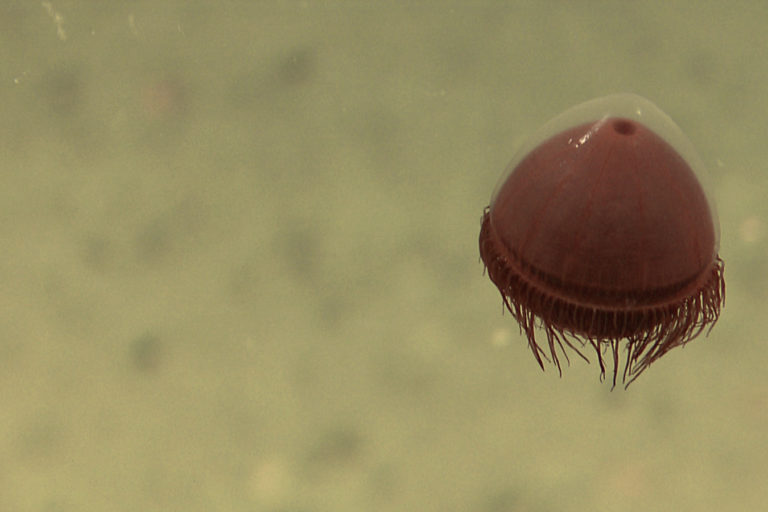 A reddish brown jellyfish in the deep sea.